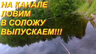 На канале ловим   в  Соложу выпускаем!!!