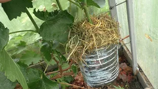 Быстрый способ размножения винограда - Воздушная отводка