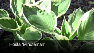 Hosta Varieties