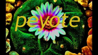 PEYOTE