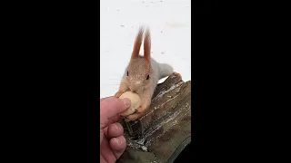 Скромная белочка / The humble squirrel