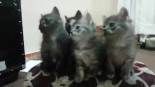 Маленькие крохи, милые котята,  Умилительное видео |  Lovely kittens. A touching video