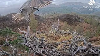 She's back and she's got a name - meet Aida the Loch Arkaig Osprey! 30 Apr 2024