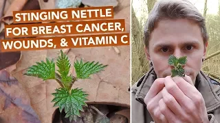 Stinging Nettle For Breast Cancer, Wounds, & Vitamin C