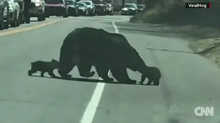 Mama bear's struggle with cubs looks hilariously familiar