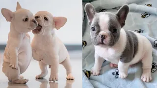 Funny And Cute French BullDog Puppies Video Compilation || Cutest French BullDog #4
