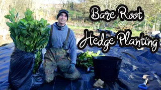 Tips On How To Plant a Hedge | Planting Our Boundaries with Bare Root Laurel | Evergreen Hedging