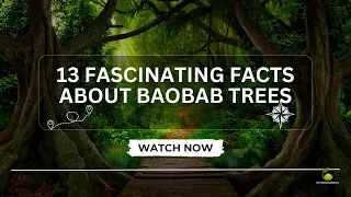 13 Fascinating Facts About Baobab Trees
