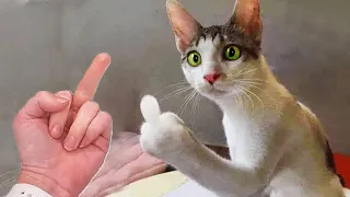 Try Not To Laugh 😁 New Funny Cats and Dogs Videos 😹🐶 Part 12