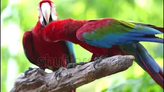 #Your Budgie LOVES this Video | Discover PARROTSFunny Parrots Videos Compilation cute moments of the