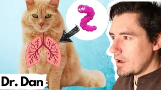 LUNG Worms in the Cat.  Dr. Dan explains the Cat Lung Worm.