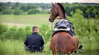 Horses Play Tricks On People. The Funniest Moments With Horses.