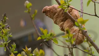 Ratowanie Leguna siedzącego na drzewie w Krakowie (Fakty)