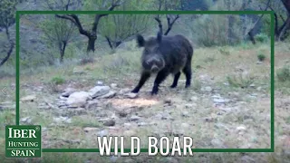 Wild Boar Hunting | Hunt in Spain
