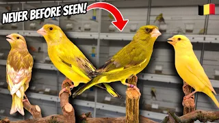 *NEW* Mutation Greenfinches of Belgium Breeder!