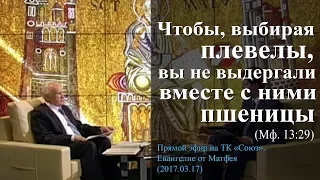 «Чтобы, выбирая плевелы, вы не выдергали вместе с ними пшеницы» (Мф. 13:29)