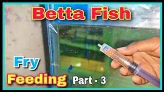 Betta Fish Fry Feeding 😍😍 || Successful Breeding Betta Fish at Home