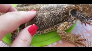 Бородатая агама линяет.               Moulting bearded dragon