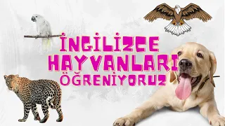 İngilizce Vahşi Hayvanlar I İngilizce Öğreniyorum I Çocuklar İçin İngilizce I Okul öncesi Eğitim