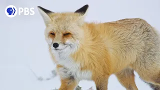 Fox Hunts Prey Deep Under Snow