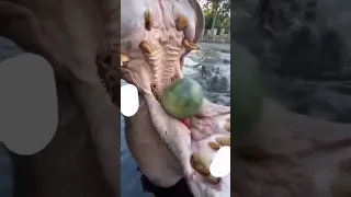 Hippo Eats Watermelon