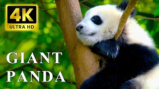 4K UHD 60FPS | Giant Panda Collection | Most Colorful Animals