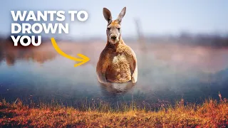 The Insane Biology of: Kangaroos