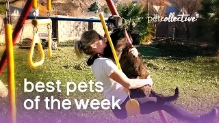 Best Pets of the Week - PLAYGROUND PUP | The Pet Collective