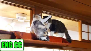 Native cat standing in Boss Cat's way but peacefully solved by his quick‐wittedness【Eng CC】