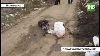 В Нижнекамске кинолог с собакой нашли завернутое в пакет туловище расчлененного мужчины | ТНВ