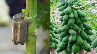 How To Grow Papaya With An Easy Stem, The Method Of Growing Papaya From Cuttings Is 100% Successful