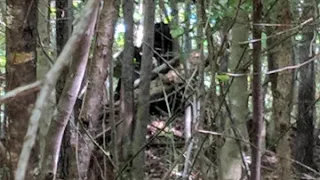 Several Bigfoot in the woods growling at me November 19th, 2020 Caddo Lake