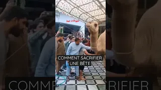 COMMENT SACRIFIER UNE BÊTE