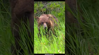 Grizzly Bear Boar Approaching