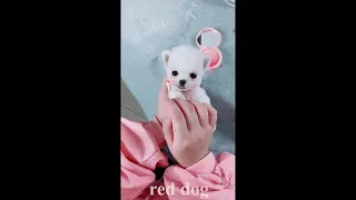 【Compilation】Dog Pet Puppy Pomeranian Grooming Teddy bear style ! dogs story #79