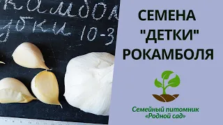 Семена (детки) чеснок рокамболь для выращивания в Украине. Размножение, характеристика и описание