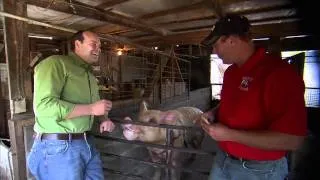 Famous Pig on Tennessee Family Farm: America's Heartland