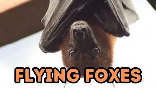 Cooldown with a Captivating Compilation of FLYING FOXES (fruit bats)