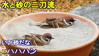 植木鉢でバードバス（野鳥の砂浴び場）春編～ヒヨドリ/シジュウカラ/スズメ