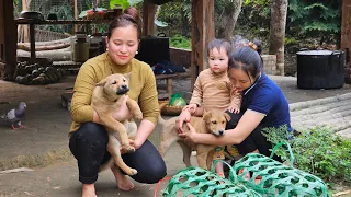 Ly Thi Ca Gave Dogs Breeds & Ginger - Make Bamboo Troughs, Grow Ginger, Cooking