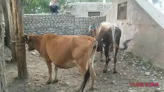 Wow excellent meeting with cow |Animals earth ||