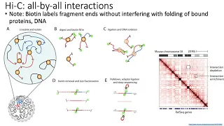 MCB 182 Lecture 10.4 - Chromatin conformation capture (Hi-C) assays