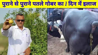 पशुओं का  पतले गोबर व दस्त का एक दिन में इलाज || Treatment of oldest loose motion in one day