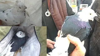 Андижон сой кабутар бозор 2 декабря 2021 г.@голуби@kabutar@kabootar@pigeons