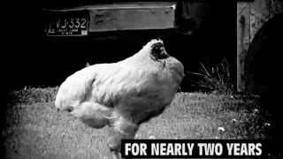 This Chicken Lived Without a Head For Nearly Two Years