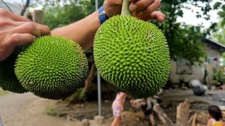 PAKAK or CAMANSI Kinamatisan | PAGKAING BUKID ITeam AgustinTV