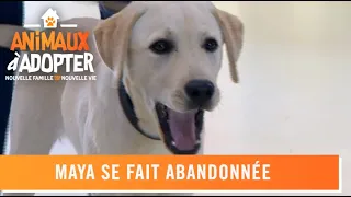 Maya se fait abandonner par ses maîtres - Animaux à Adopter