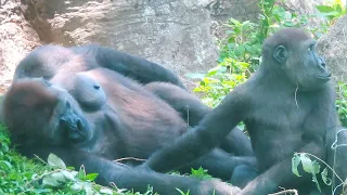 金剛Tayari躺著時 Iriki衝過去Iriki suddenly dashed to Tayari while she was lying down#金剛猩猩 #gorilla