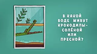 Вопросы Чевостика. В какой воде живут крокодилы – солёной или пресной?