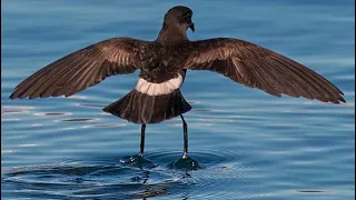 Wilson's storm petrel (Oceanites oceanicus) | foraging | feeding | flying | hopping